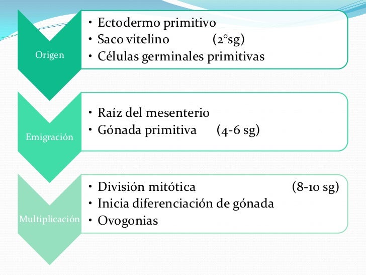 fecundacion nidacion placentacion
